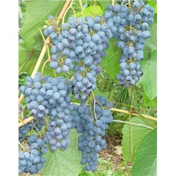 Виноград Амурский 2 (Код: 77414)