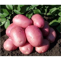 Картофель семенной Калинка элита (4 кг) (Код: 89050)