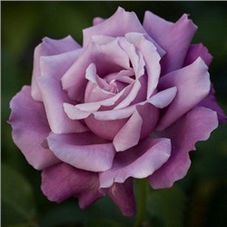 Роза Шарль де Голь (чайно-гибридная) (Код: 90298)