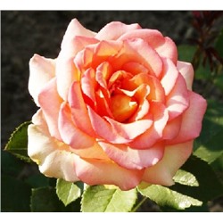 Роза Мондиаль (чайно-гибридная) (Код: 90289)