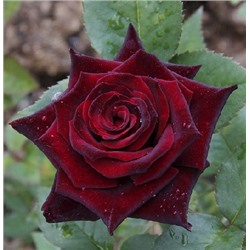 Роза Черный Принц (чайно-гибридная) (Код: 90297)