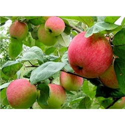 Яблоня Уральское розовая летняя (Код: 80018)
