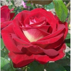 Роза Биколетте (чайно-гибридная) (Код: 89303)